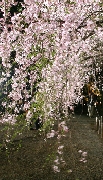 しだれ桜が豪華絢爛！